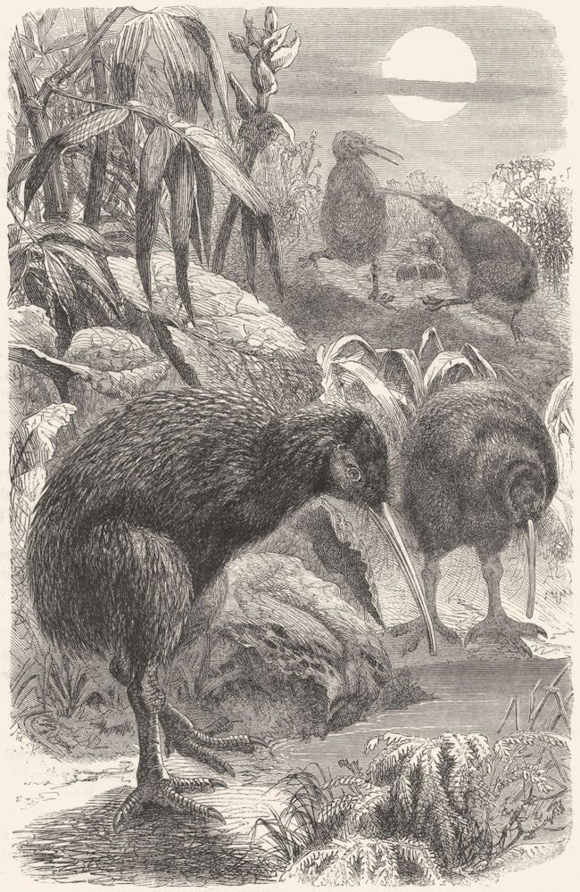 SHORT-WINGED CURSORIAL BIRDS. Cassowary. kivi-kivi c1870 old antique print